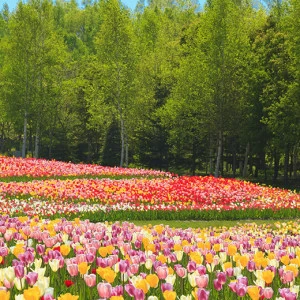 D2-093 Фотообои DIVINO Collection D 2.7х2 м