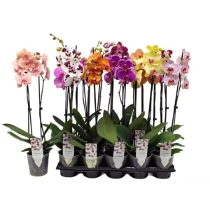 Фаленопсис микс ø12 h40 - 55 см