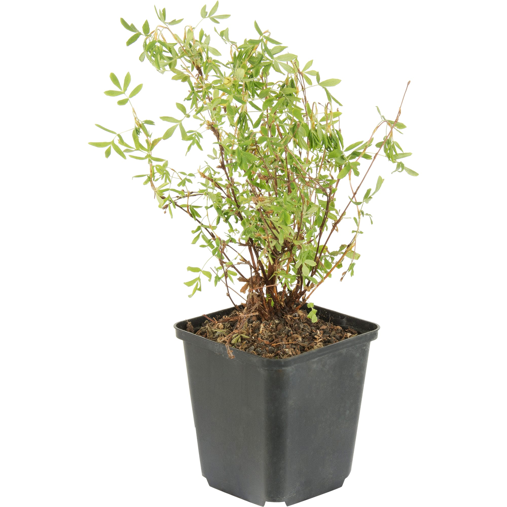 82176169 Лапчатка кустарниковая «Сноубёрд» P9 Santreyd  - Вид №1