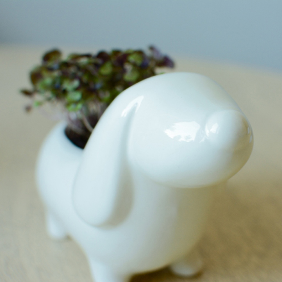 ECS-3-05 Набор для выращивания eco собачка Экочеловеки  - Вид №1