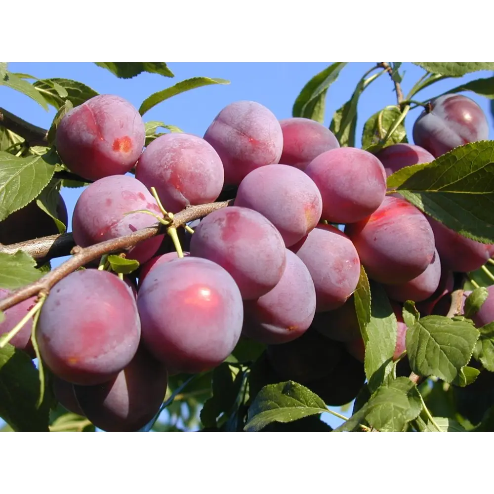 Алыча Найдена ø22 h120 см PLANTMARKET STLM-2145090