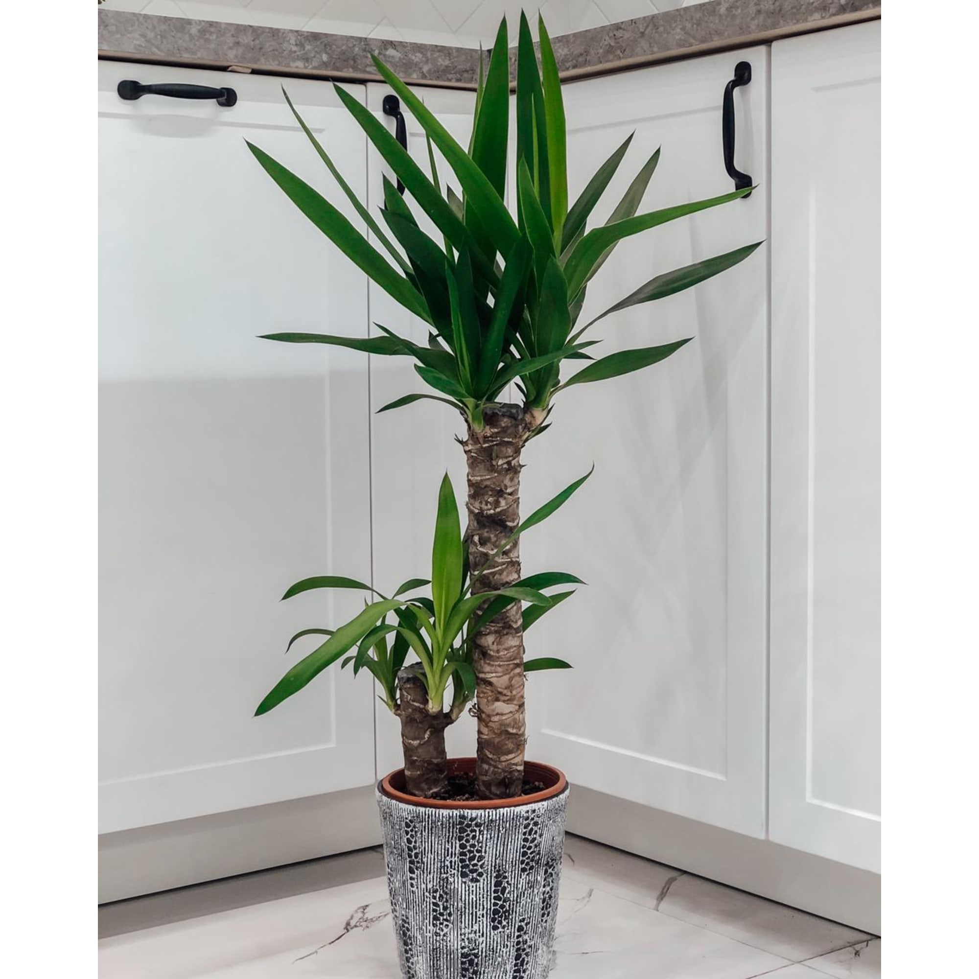 15745401 Юкка элефантис 17х75 см, 2 ствола Santreyd  - Вид №6