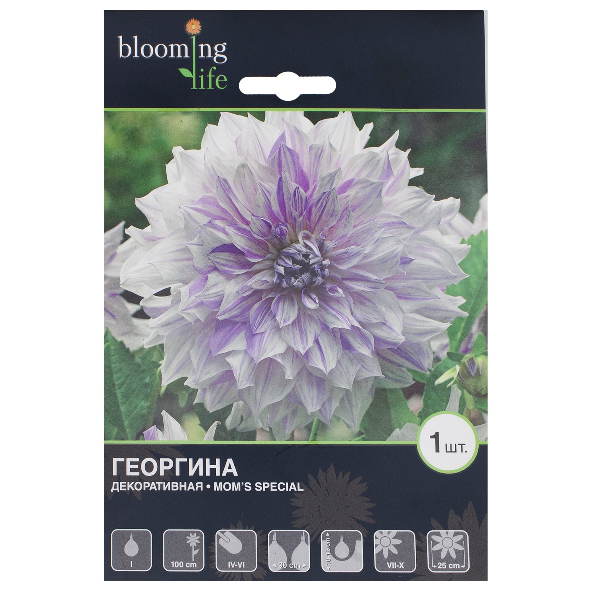 17511157 Георгина Мамс Спешл Santreyd 