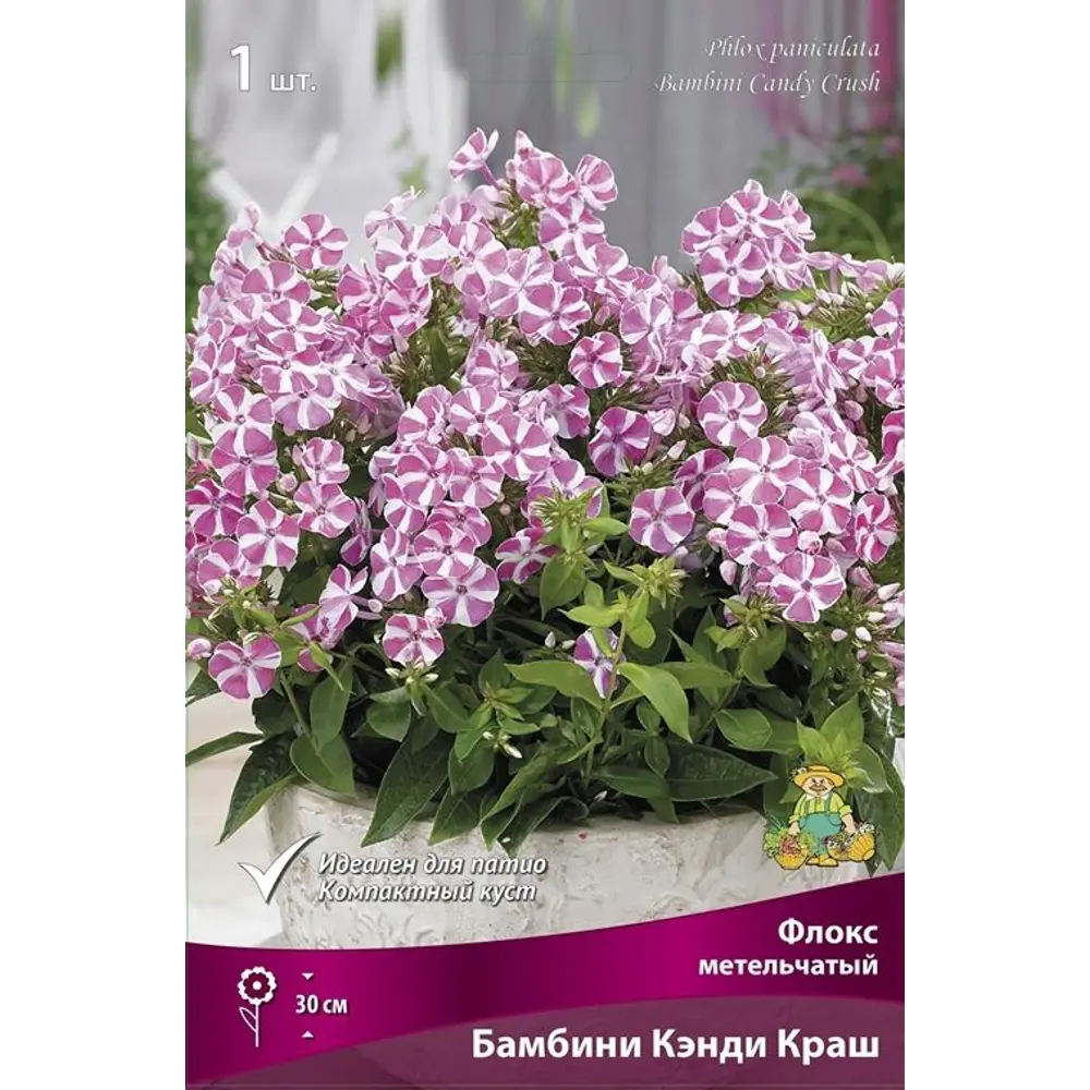 Флокс метельчатый Бамбини Кэнди Краш 89351886 STLM-2170770 ПОИСК 