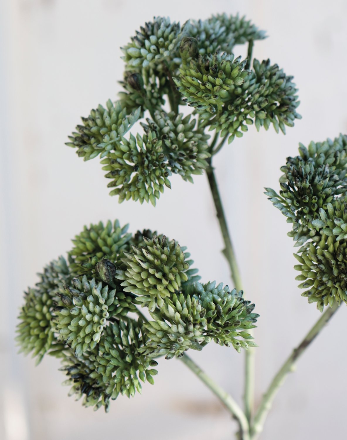 6699 819 a3 Ветка очитка искусственная, 32 см, матово-зеленый H-andreas  - Вид №3