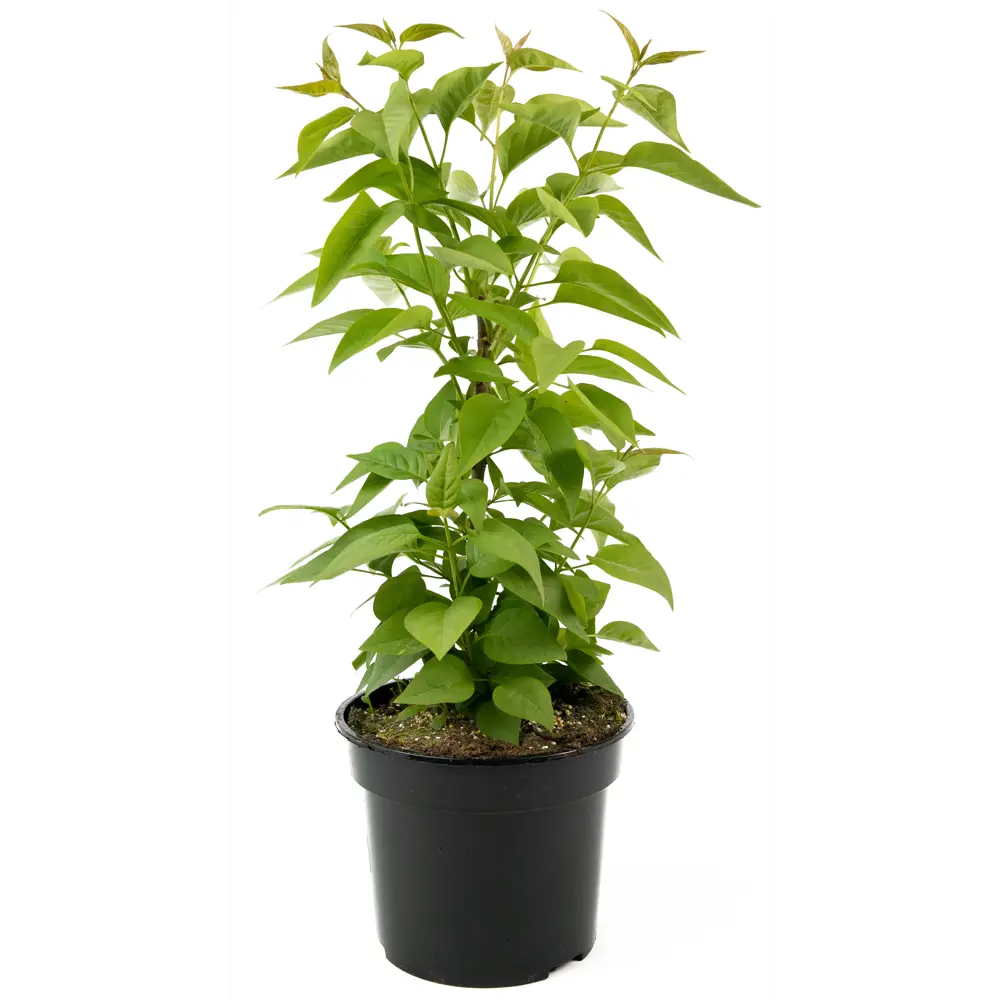 Сирень Надежда Santreyd - цветущий кустарник с лиловыми соцветиями 84841640 STLM-0953148 - Вид №1