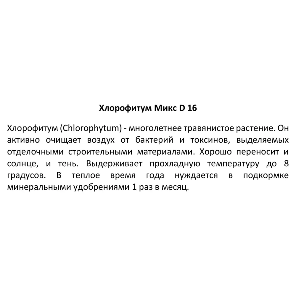 Santreyd Хлорофитум микс — изумрудный фонтан зелени для вашего интерьера 89338252 STLM-0958956 - Вид №2