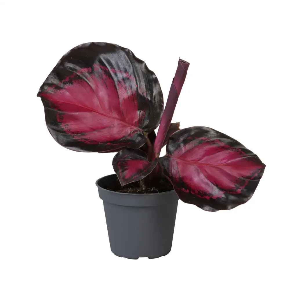 Santreyd Калатея Кримсон — комнатное растение с розовыми узорчатыми листьями 89374999 STLM-0952104