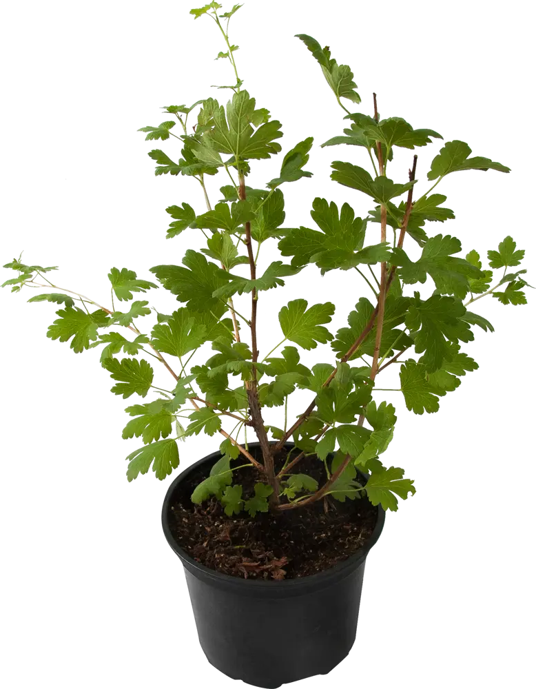 Крыжовник Шершневский от Santreyd - сладкие ягоды для вашего сада 82585425