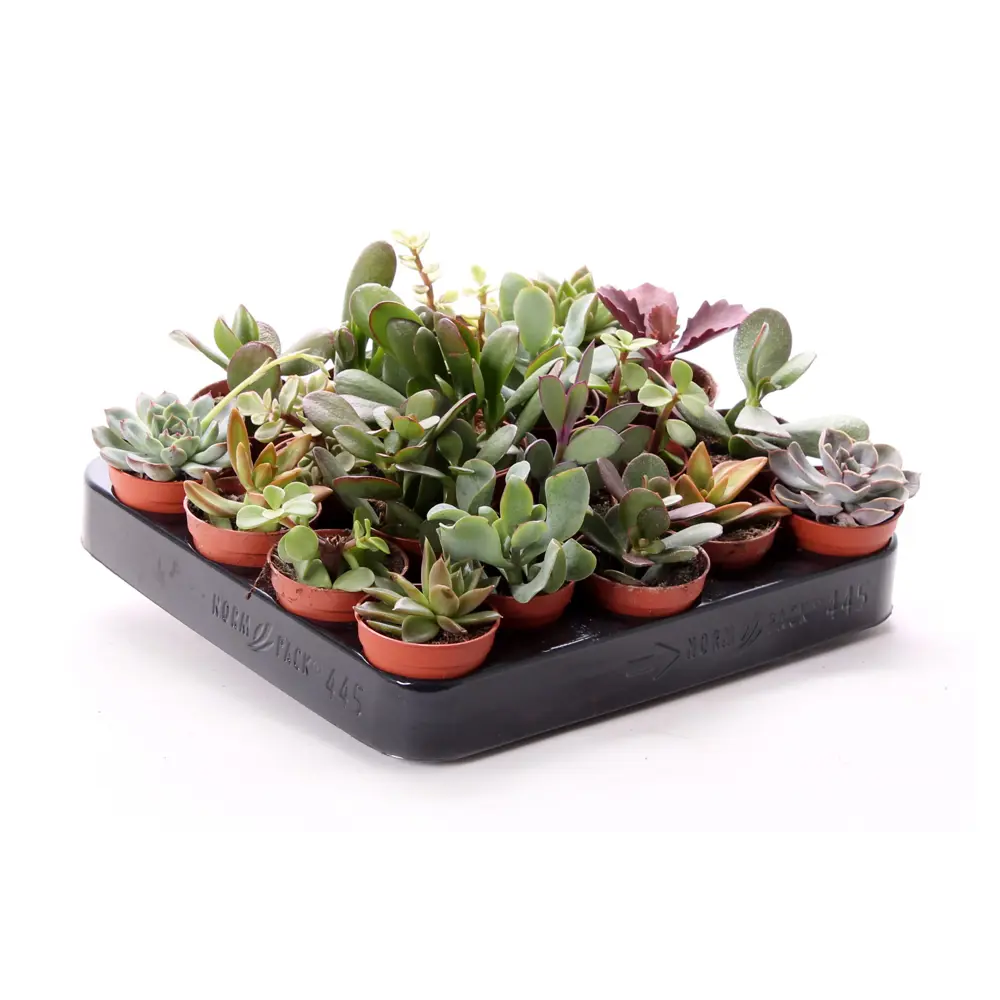 Santreyd Суккулент микс - живой декор для интерьера 89390763 STLM-1448390