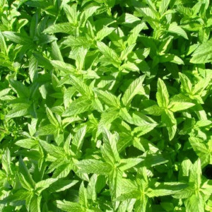 85326943 Мята Якима ø15 h20 см