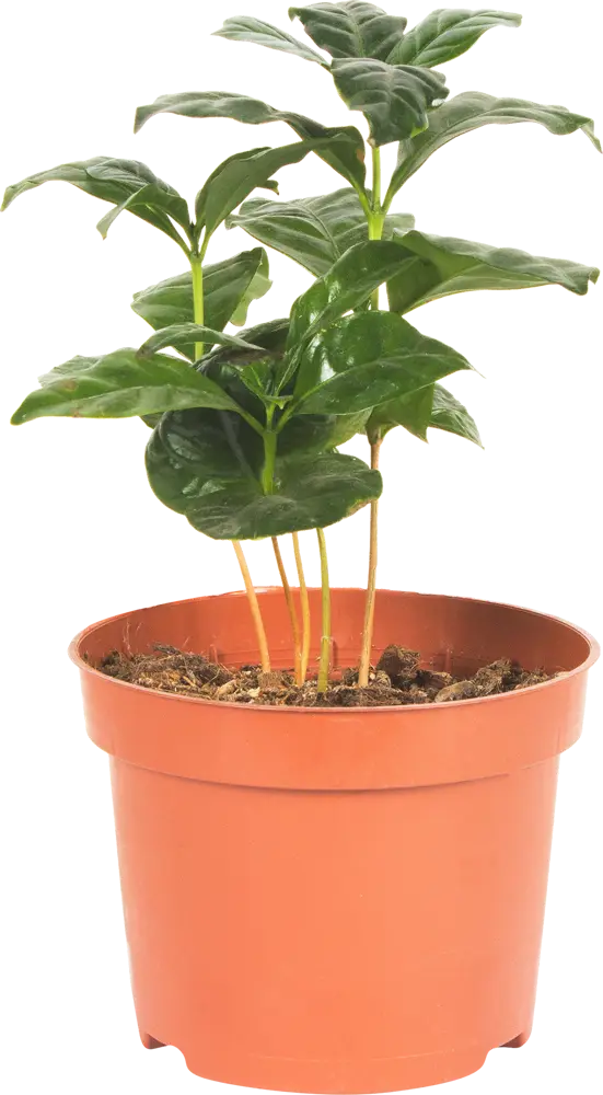 Santreyd Кофейное дерево Арабика — живой интерьерный акцент 15745312