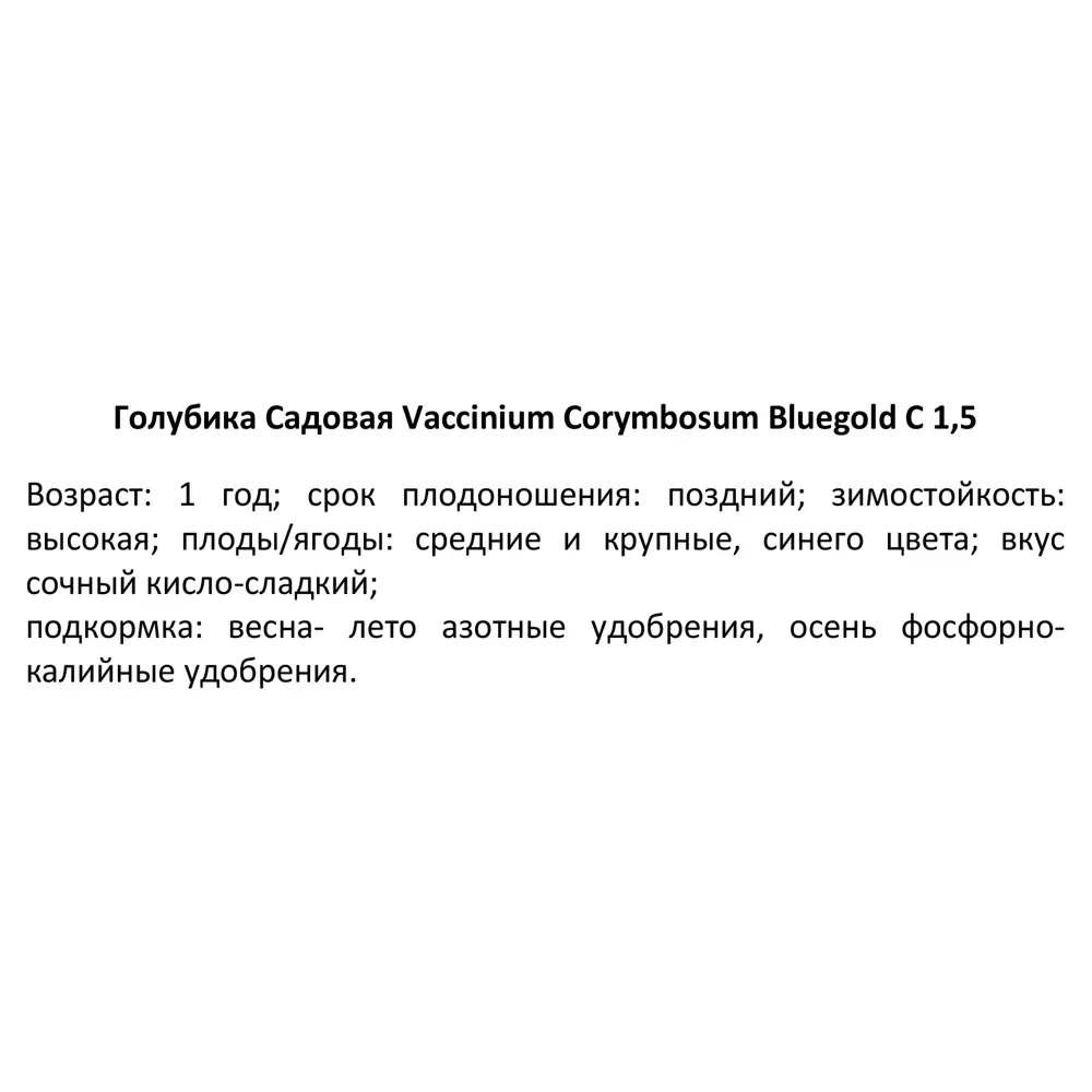 PLANTMARKET Голубика Блюголд - саженец для богатого урожая 84834888 STLM-1580597 - Вид №3