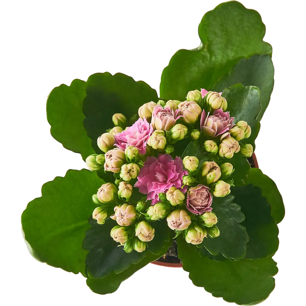 Santreyd Каланхоэ Блоссфельда - цветущий суккулент с глянцевой листвой 86720739 STLM-0070954 - Вид №2