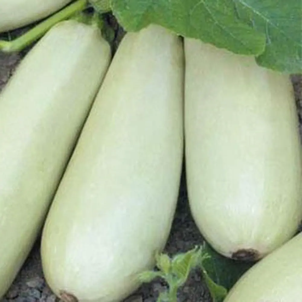 Семена кабачка Ролик от AGRONI - компактный сорт для богатого урожая 17251050 STLM-0952090