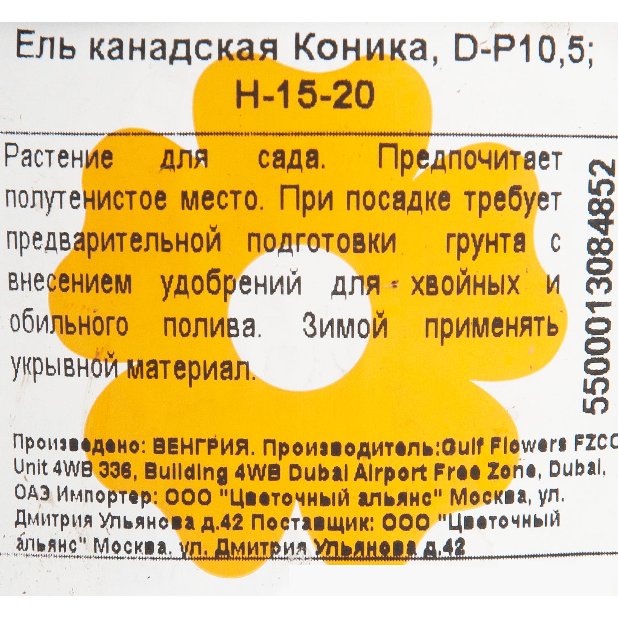 82601659 Ель канадская «Коника» 10x15 см Santreyd  - Вид №1
