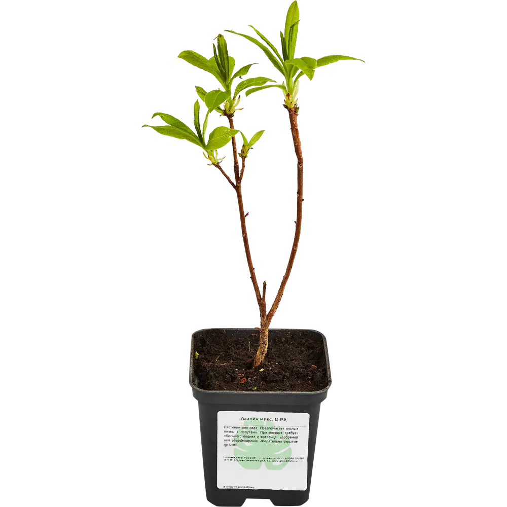 Santreyd Азалия микс - цветущее украшение интерьера 89363686 STLM-0953401 - Вид №1