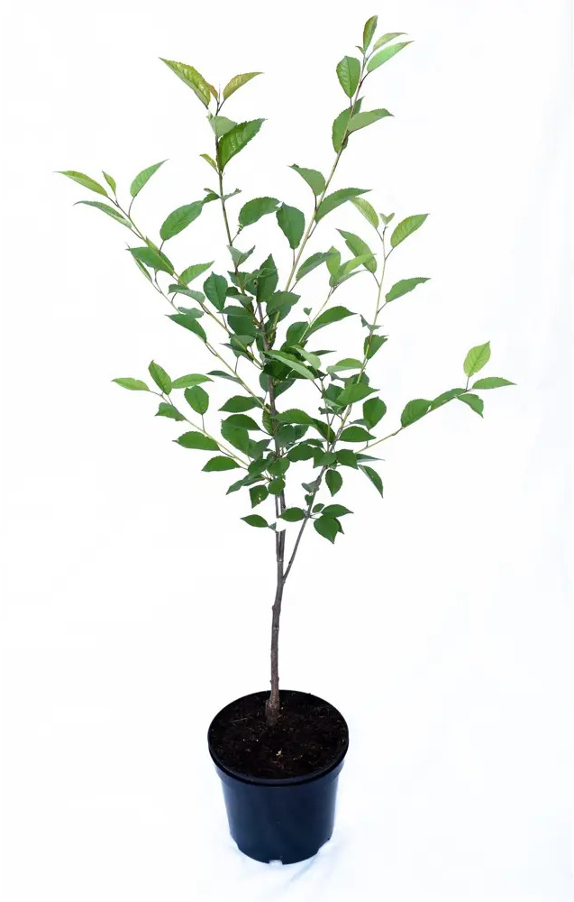 Santreyd Вишня микс - плодовый саженец для вашего сада 84815567