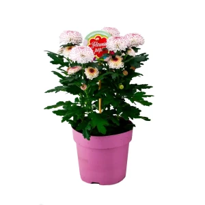 Хризантема Флауэрпопс Абби микс ø14 h35 см 89436383 STLM-2031369