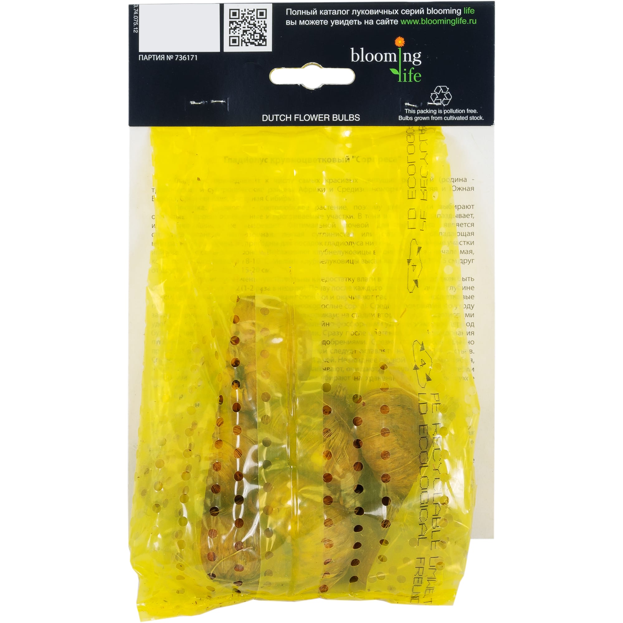 82120067 Гладиолус крупноцветковый «Сорпреса» Santreyd  - Вид №1