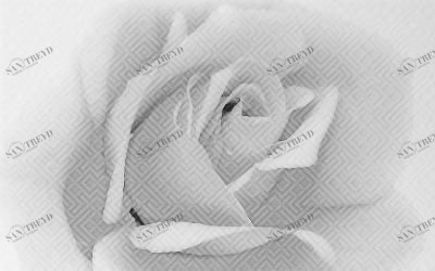 Камелия черный 02 250х400 Шахтинская Плитка 010301001885