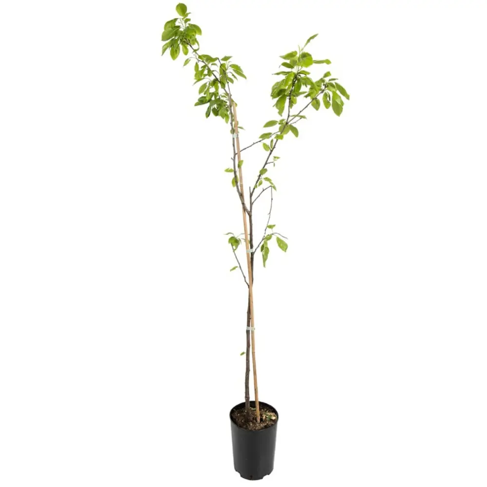 Слива домашняя Этюд пакет PLANTMARKET STLM-2102793 - Вид №1