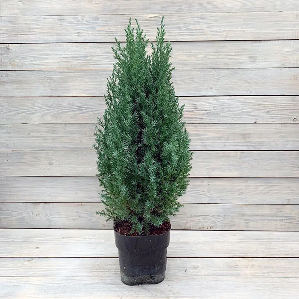 Можжевельник китайский Стрикта ø9 h20 см PLANTMARKET STLM-2026541