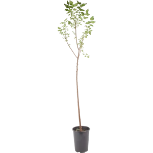 Абрикос «Кубанский чёрный» C7 высота 180 см 82597678 STLM-2051655