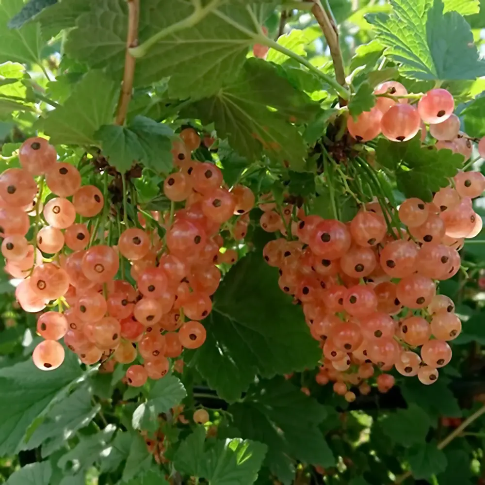 Смородина красная Голландская розовая PLANTMARKET STLM-2072812