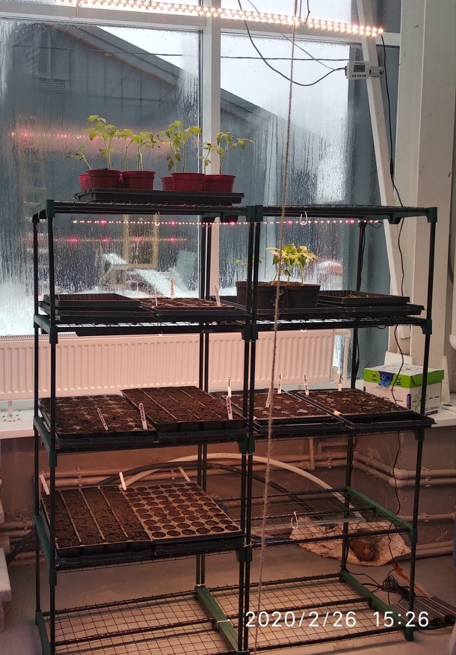 3349 Биколор Комфорт 2.3.f - Рассада, Микрозелень. Белый свет. LAB.Space  - Вид №8