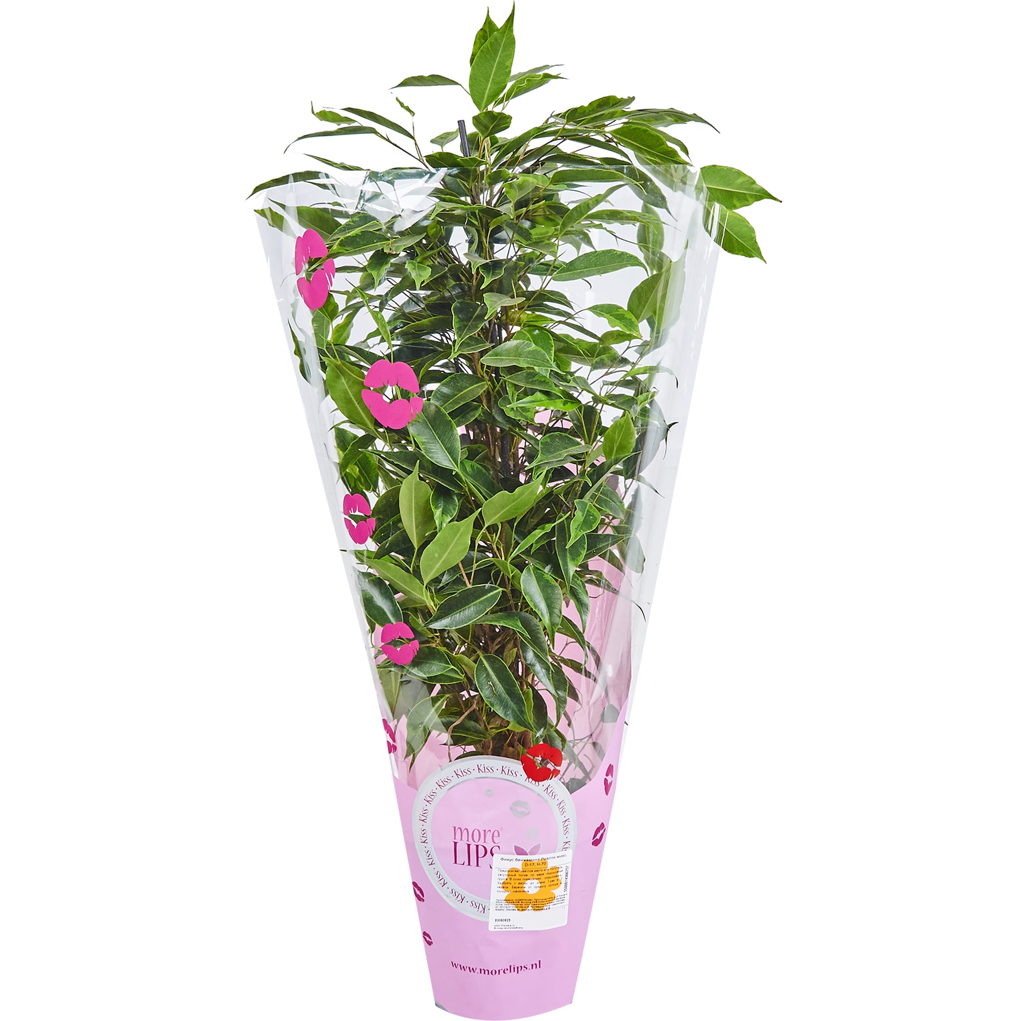 83060625 Фикус Бенжамина Роялти микс 17x70 см Santreyd  - Вид №3