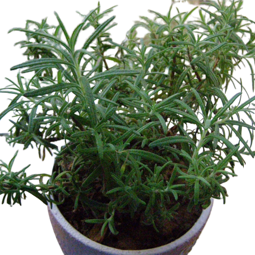 Розмарин лекарственный Santreyd - ароматная пряность для кулинарии и ландшафта 17897539 STLM-0008957 - Вид №2