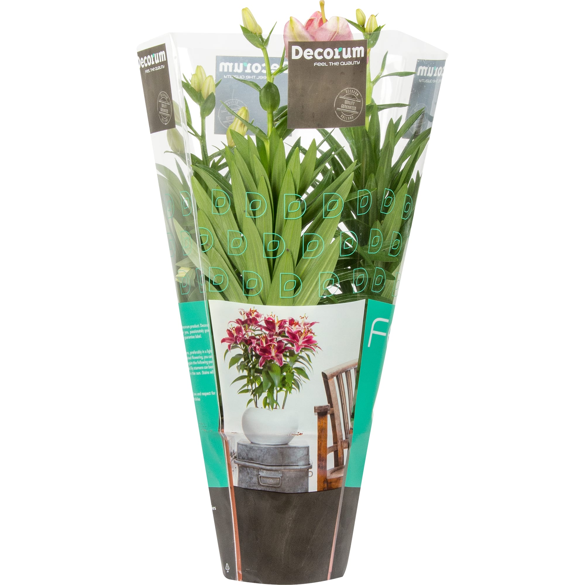 14750494 Лилия Сувенир 13х40 см Santreyd  - Вид №3