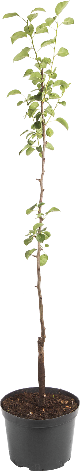 Груша Лада Santreyd - саженец для сочного урожая в вашем саду 82585408