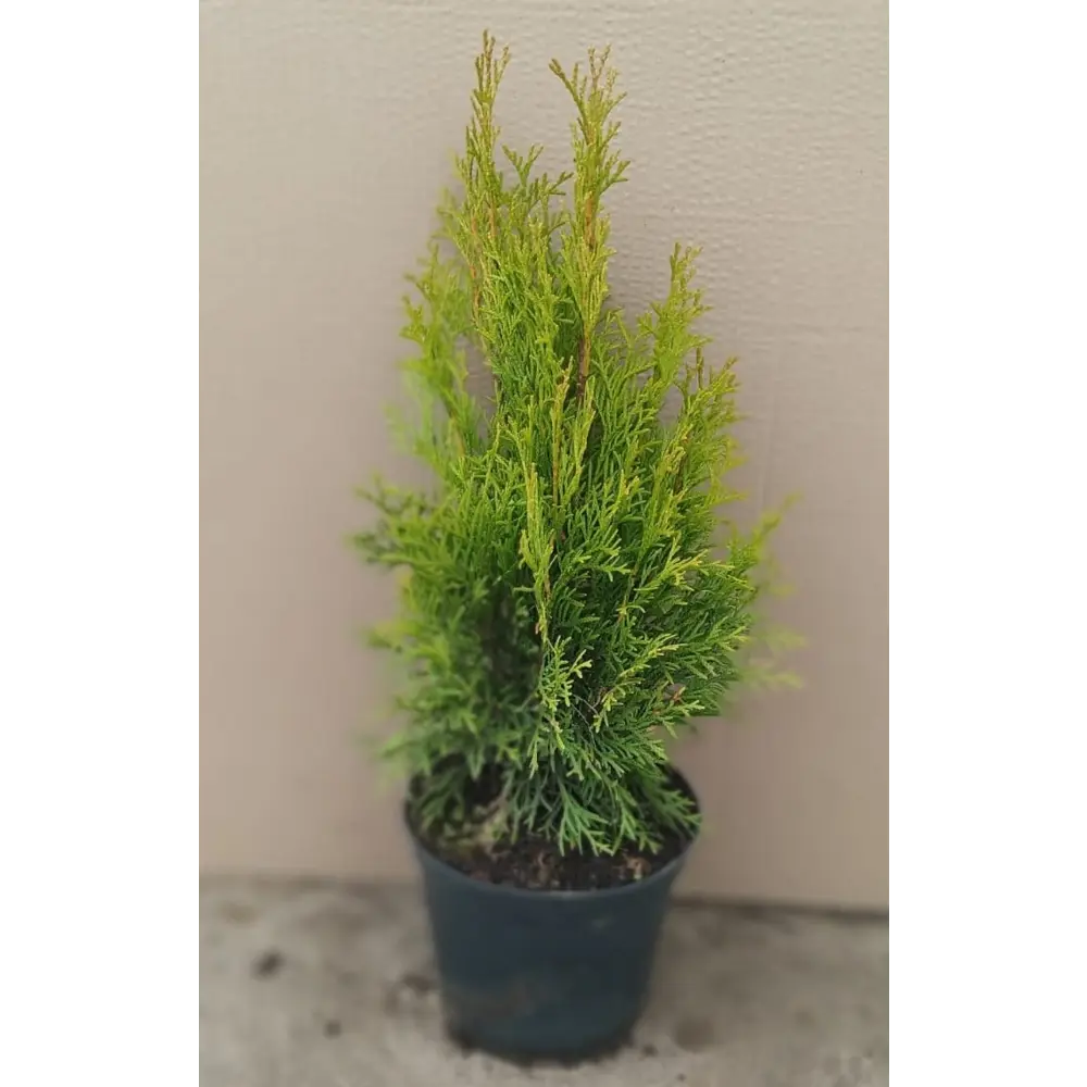 Santreyd Туя западная Смарагд - изумрудная красота для вашего сада 85088229 STLM-0058468