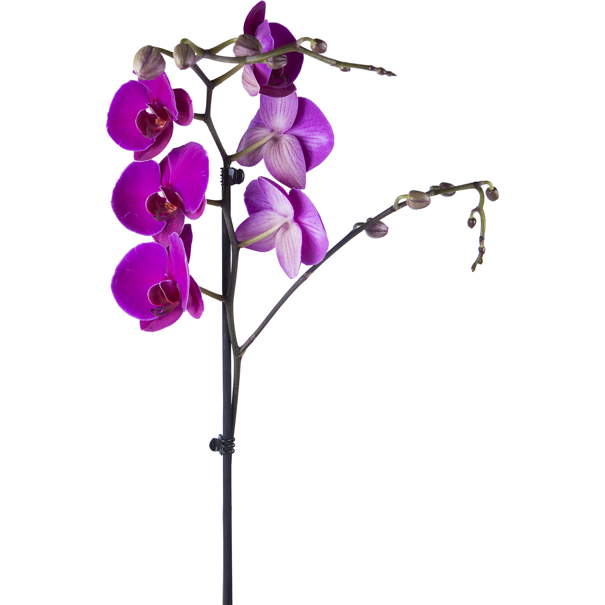 13799114 Орхидея Фаленопсис ø15 h85 см Santreyd  - Вид №1