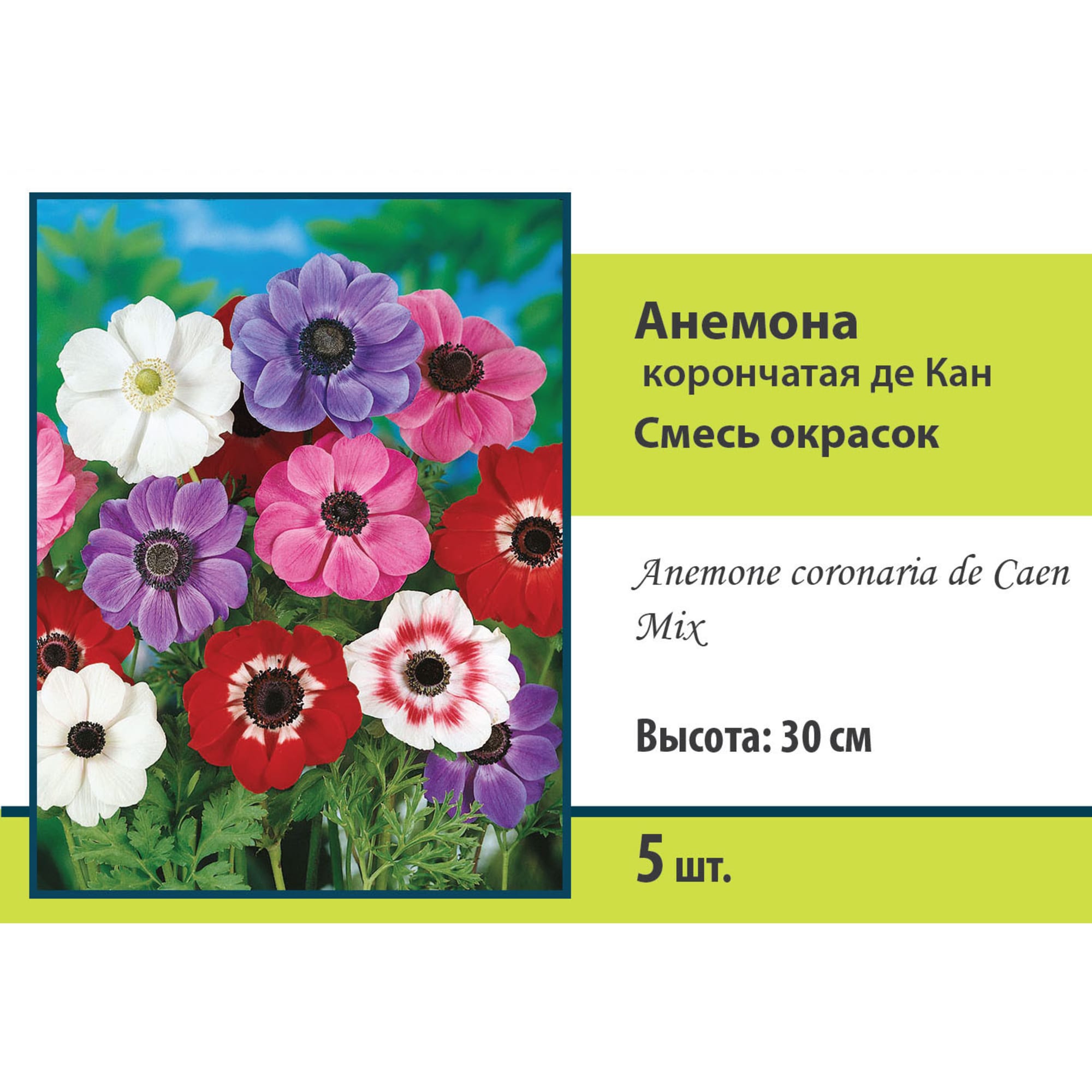 83593857 Анемона корончатая Де Кан микс луковица 5/6 Santreyd 