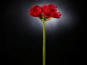 VGnewtrend Искусственное растение из полиэстера  1001597.30