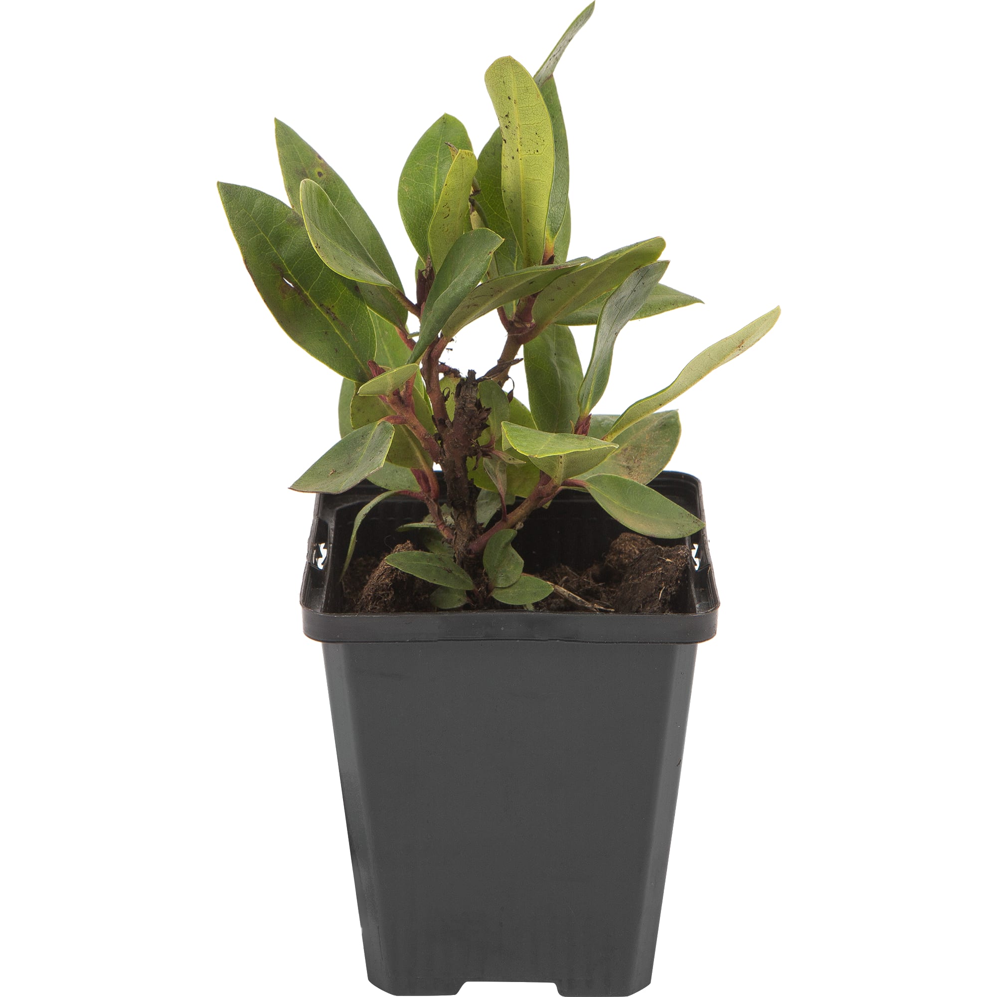 82601870 Рододендрон гибридный «Гадран» 9x20 см Santreyd  - Вид №2