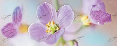 Dec Lola 3 Декор 20х50 Ceradim sun-id-311864