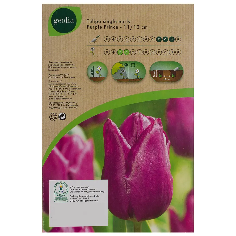 Тюльпан Purple Prince GEOLIA 11/12 10/9 STLM-2148733 - Вид №2