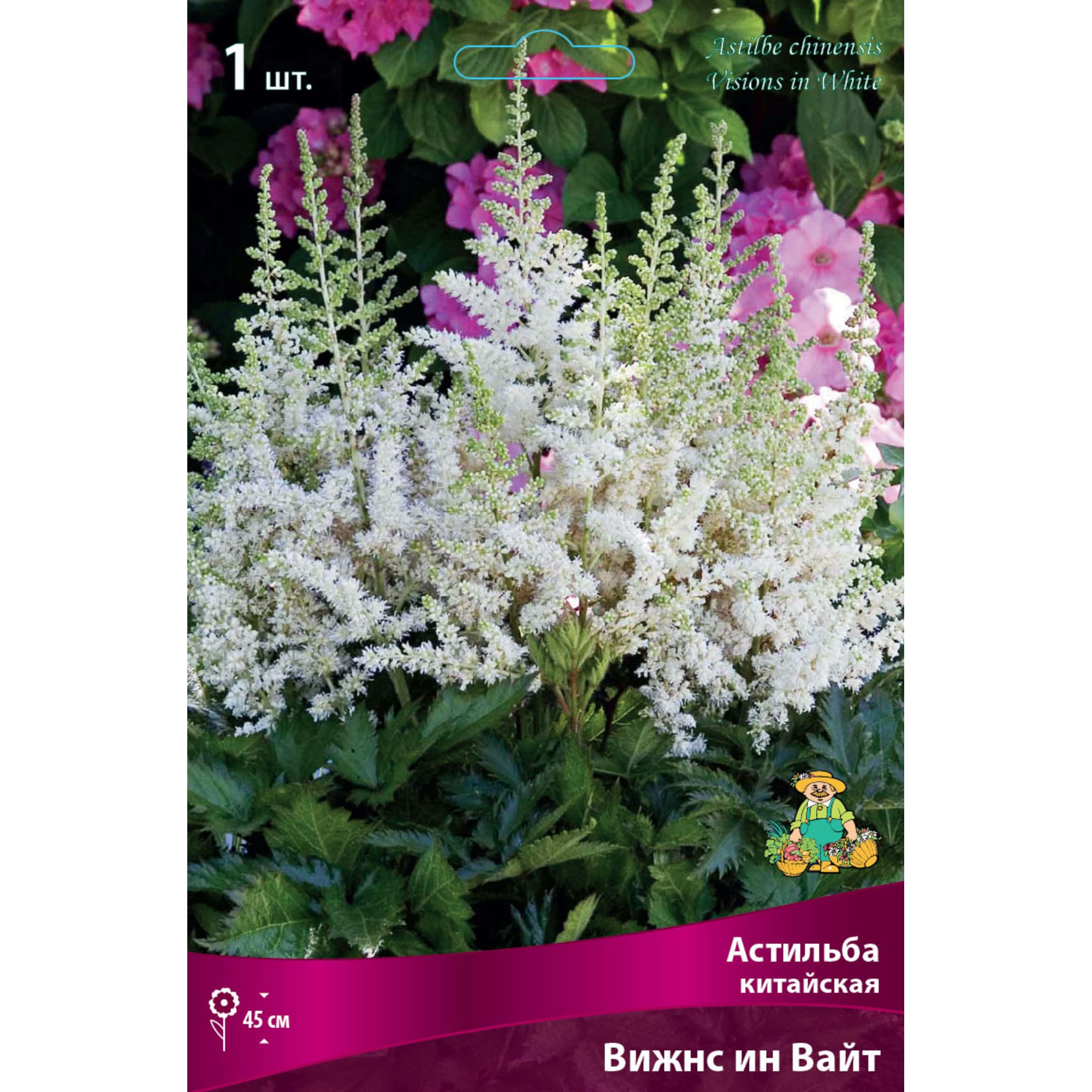 82530329 Астильба Китайская Вижнс ин Вайт Santreyd 