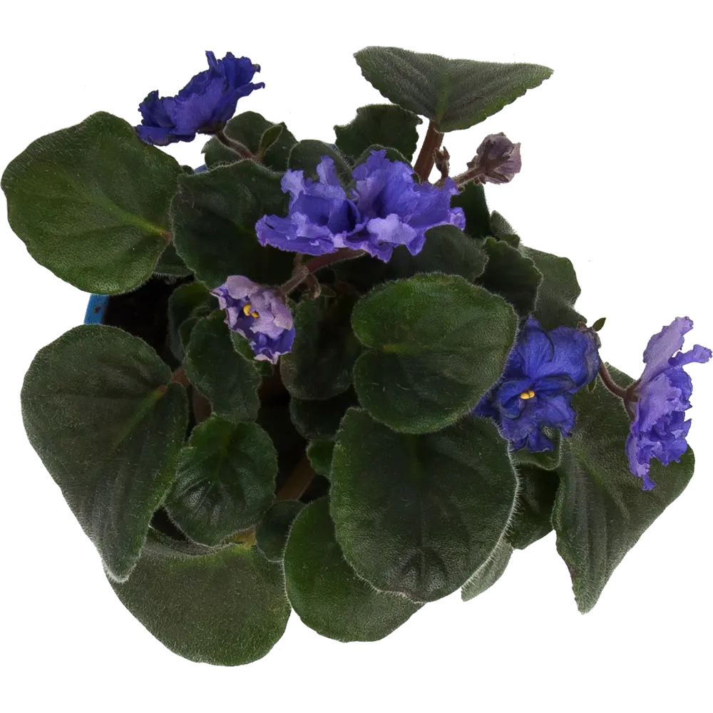 Santreyd Сенполия - Фиалка с роскошным фиолетовым цветением 83248139 STLM-1527473 - Вид №1