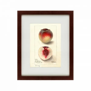 Картина: Watercolor collection, drawing №4, 1905 КАРТИНЫ В КВАРТИРУ  135756 Разноцветный
