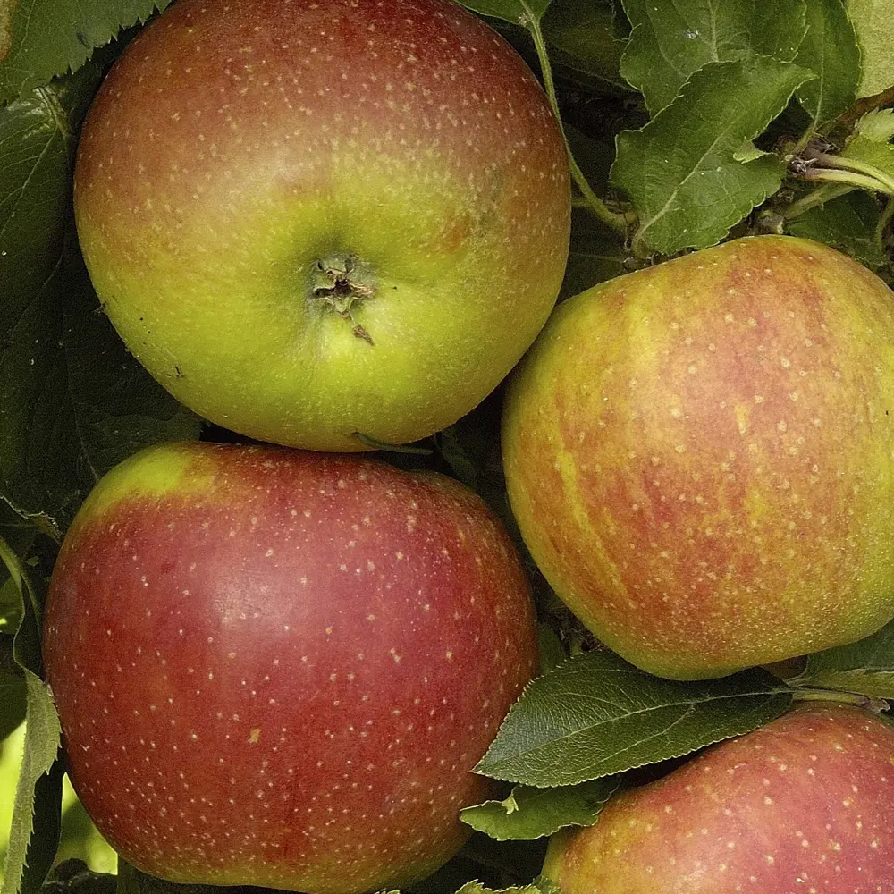 Santreyd Яблоня микс - плодовое дерево для сада с обильным урожаем 89363881 STLM-0966522